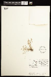 thumbnail image of current specimen