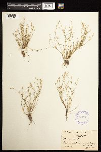 thumbnail image of current specimen