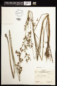 thumbnail image of current specimen
