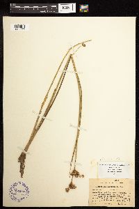 Juncus canadensis image
