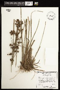 Juncus canadensis image