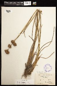 Juncus canadensis image