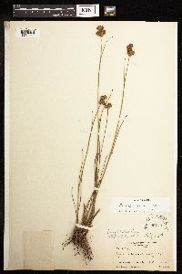 Juncus canadensis image