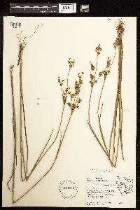Juncus canadensis image