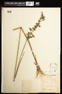 Juncus canadensis image