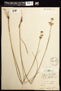 Juncus canadensis image