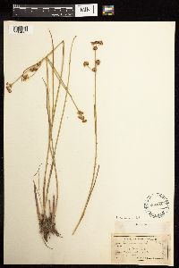 Juncus canadensis image