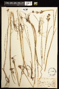 Juncus canadensis image