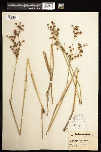 Juncus canadensis image