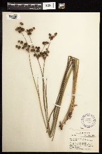 Juncus canadensis image