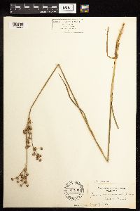 Juncus canadensis image