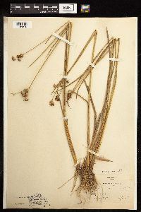 Juncus canadensis image