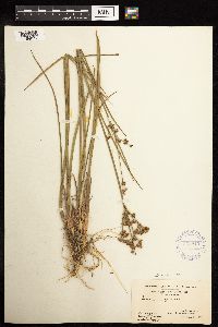 Juncus canadensis image