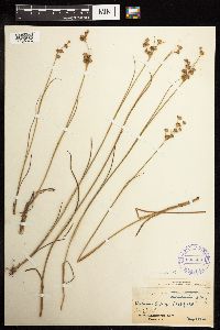 thumbnail image of current specimen