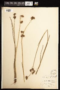 Juncus canadensis image