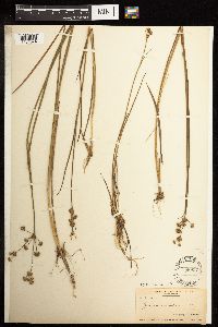 Juncus canadensis image