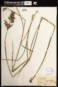 Juncus canadensis image