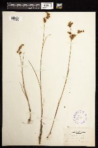 Juncus canadensis image
