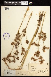 Juncus canadensis image