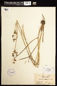 Juncus canadensis image