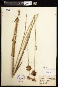 Juncus canadensis image