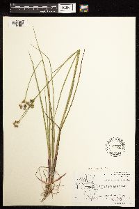 Juncus canadensis image