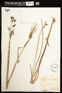 Juncus canadensis image