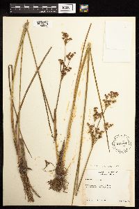 Juncus canadensis image