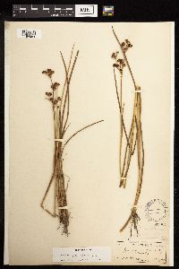 Juncus canadensis image