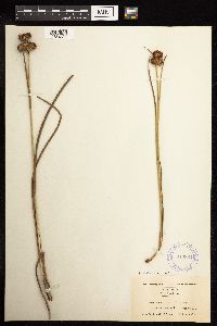 Juncus canadensis image