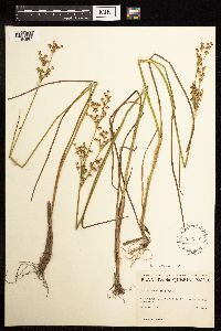 Juncus canadensis image