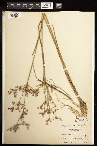 Juncus canadensis image
