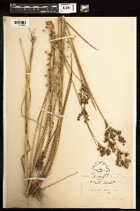 Juncus canadensis image