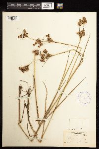 thumbnail image of current specimen