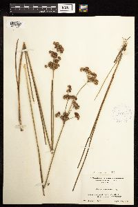 Juncus canadensis image