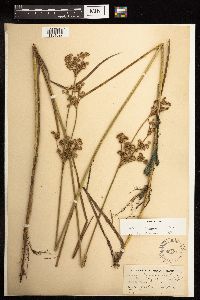Juncus canadensis image