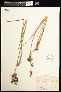 thumbnail image of current specimen