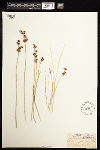 thumbnail image of current specimen