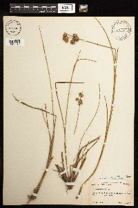 thumbnail image of current specimen