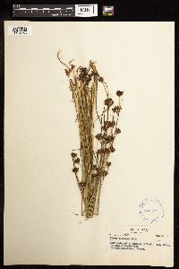 Juncus castaneus image