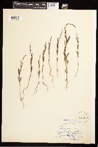 Polygonum douglasii image