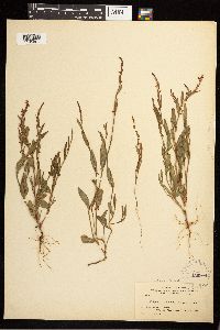Polygonum douglasii image