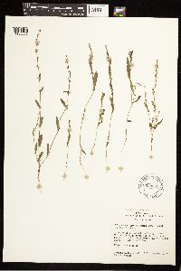 Polygonum douglasii image