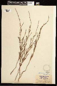 Polygonum douglasii image