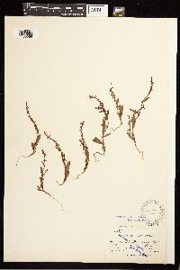 Polygonum douglasii image