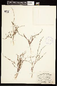 Polygonum douglasii image