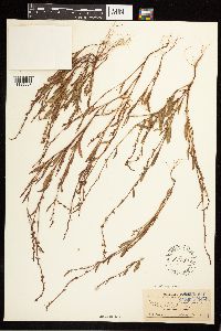 Polygonum douglasii image