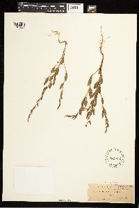 Polygonum douglasii image