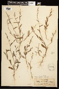Polygonum douglasii image