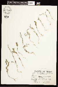 Polygonum douglasii image